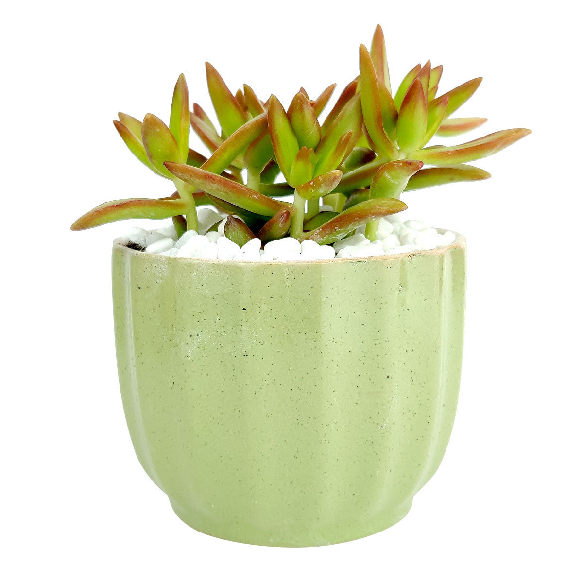 succulent round pot Green Ripple Planter