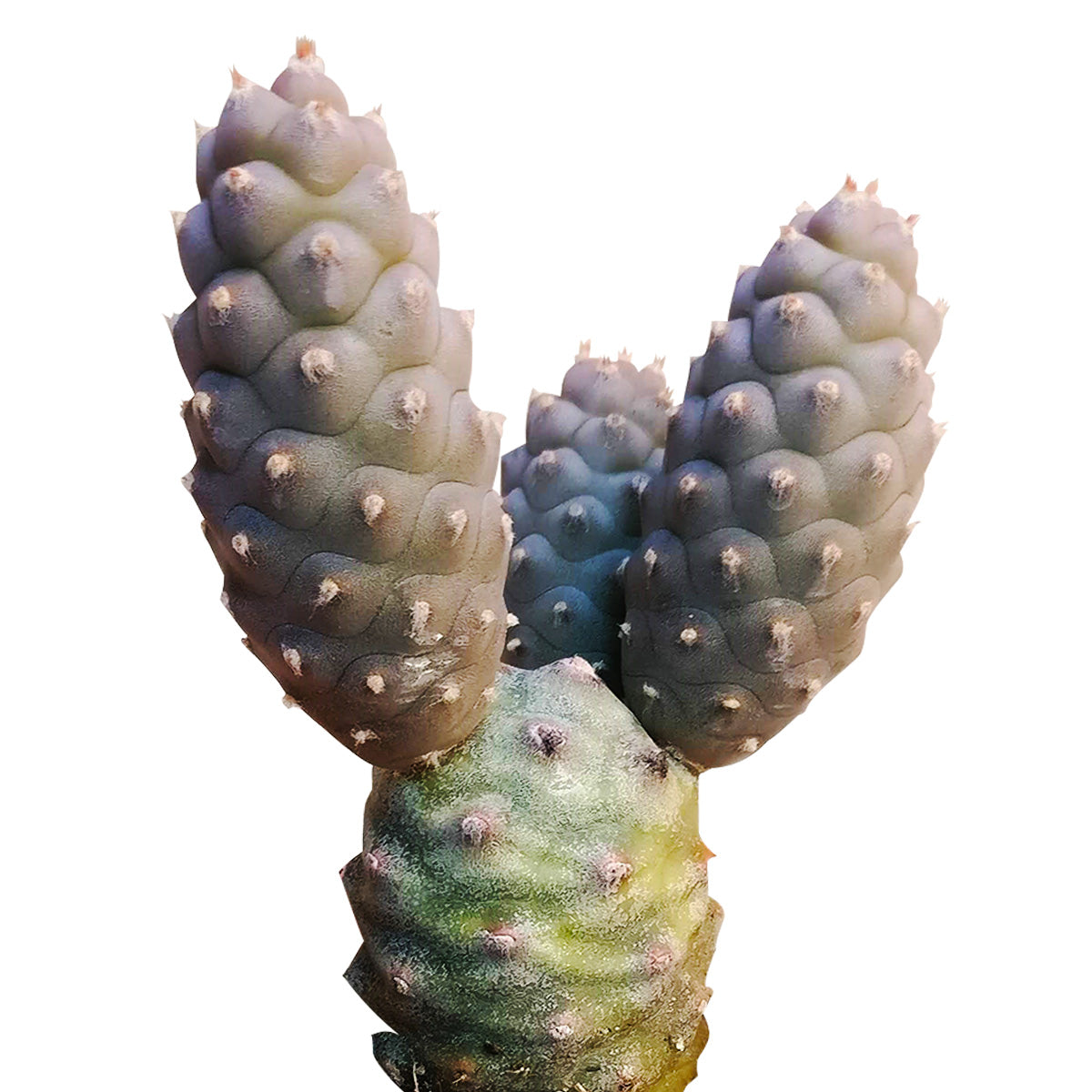 pine cone succulent planter Pine Cone Cactus