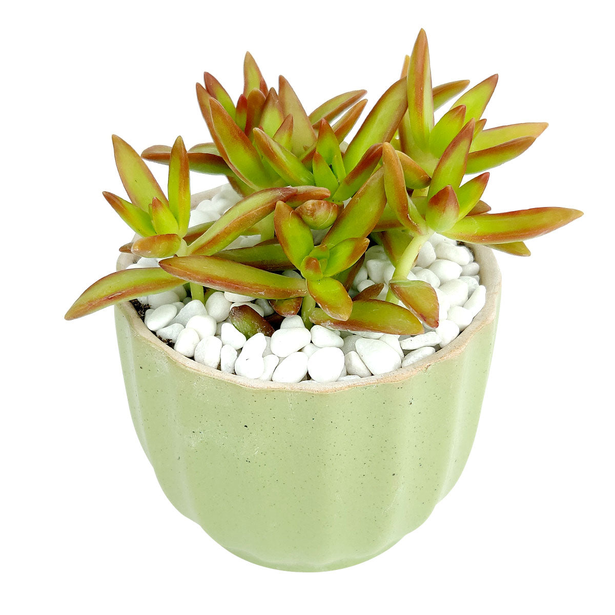 Green Ripple Pot for sale, Round ceramic flower pots, Marble style succulent indoor pots, Small pot for succulent and cactus, green pastel flower ceramic pot, succulent gift decor ideas