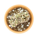 succulent care tips, how to grow succulents, succulent plant, succulents store in CA, monthly succulents, Succulents shop near me, cactus, crested sunburst in California