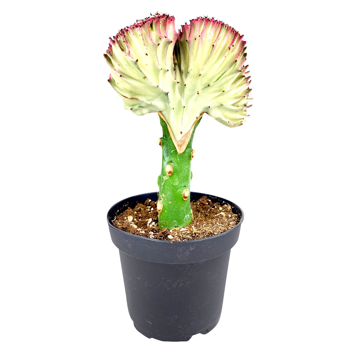 mermaid tail succulent near me Euphorbia Lactea Cristata Coral Cactus Succulent | Mermaid Tail Succulent