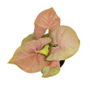 Syngonium Neon Robusta, Pink Arrowhead Vine Plant, colorful foliage houseplant, variegated plant, pink houseplant, easy to care for air-purifying houseplant, small houseplant, where to buy colorful houseplant  