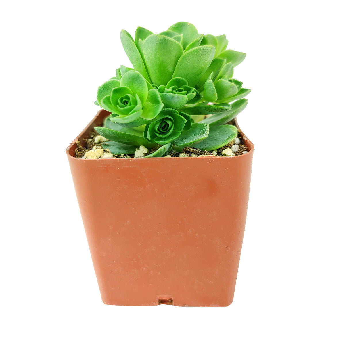 mountain rose succulent for sale Aeonium Aureum Greenovia Mountain Rose
