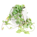 how to care for string of spades, how to care for ceropegia woodii, string of spades for sale, string of arrows for sale, houseplants for sale, best indoor plants, types of houseplants, low light houseplants, easy to grow houseplants