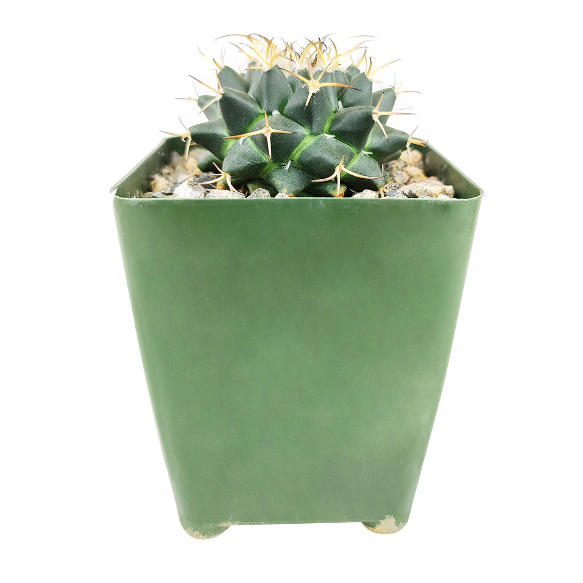 Mammillaria Polythele (Martius) Cactus, monthly succulents, succulent care, succulent care guide, Succulents shop near me, indoor succulents, succulents garden, cactus, succulent subscription, Mammillaria Polythele (Martius) Cactus in California, How to grow Mammillaria Polythele (Martius) Cactus, cactus, cactus succulent, succulent cactus, cacti, cactus and succulents, succulents box, succulent shop, buy succulents online