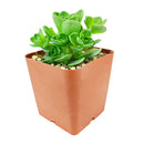 Aeonium Aureum &#39;Green Mountain Rose&#39; for Sale, Aeonium Aureum &#39;Green Mountain Rose&#39; succulent care, Aeonium Aureum &#39;Green Mountain Rose&#39;, Aeonium Aureum &#39;Green Mountain Rose&#39; plant, types of succulents, aeonium, succulent definition, mountain rose succulent, succulent care guide, Succulents shop near me, succulent care, succulents store in CA, succulents garden, succulent plant, monthly succulents, Aeonium Aureum &#39;Green Mountain Rose&#39; in California, How to grow Aeonium Aureum &#39;Green Mountain Rose&#39;