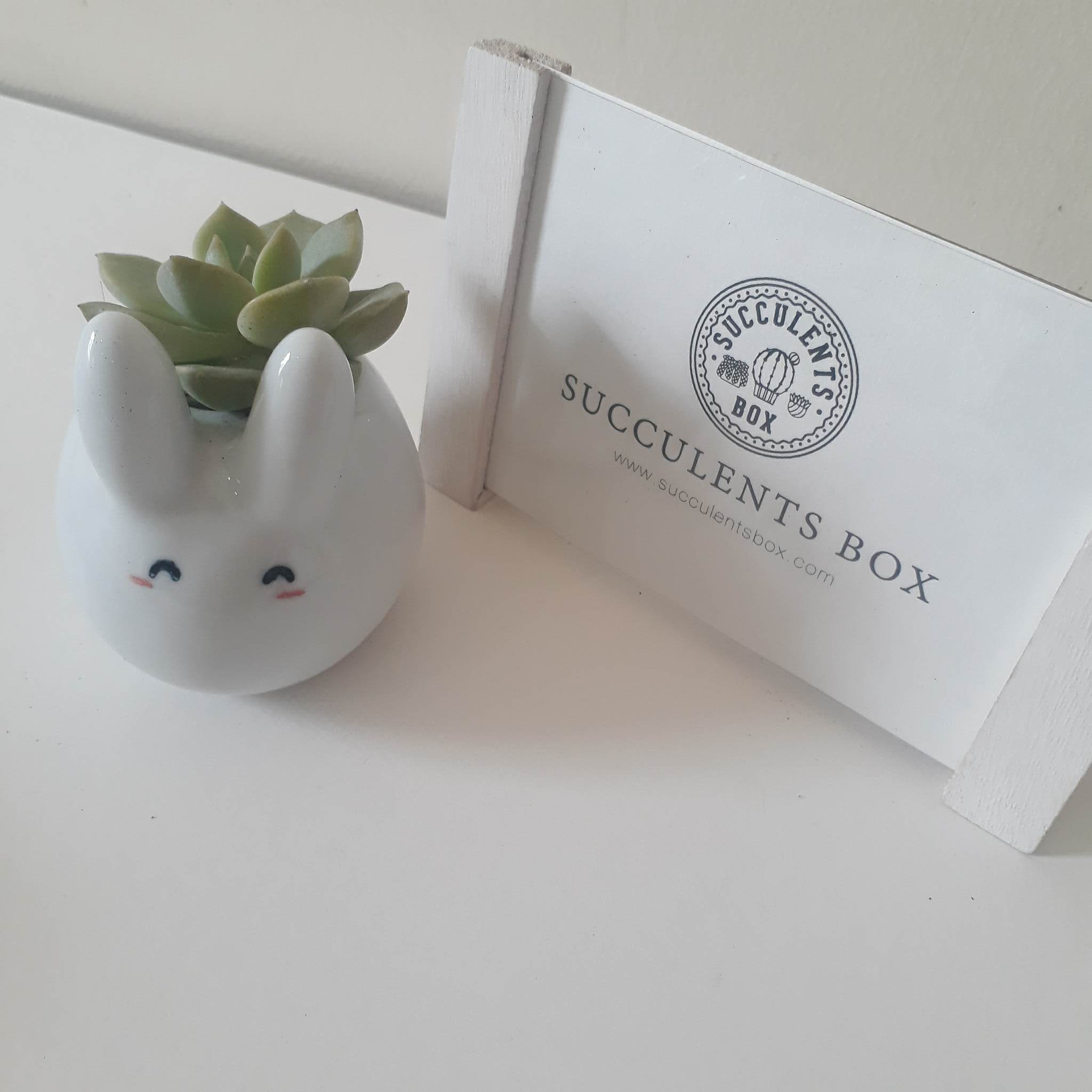 bunny succulent pot Bunny Ceramic Pot Succulent Planter | Succulent Gift Ideas | Succulent Care