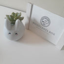 Choose the right pot material for your succulents