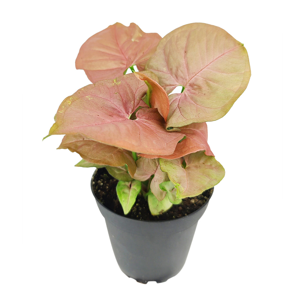 Syngonium Neon Robusta, Pink Arrowhead Vine Plant, colorful foliage houseplant, variegated plant, pink houseplant, easy to care for air-purifying houseplant