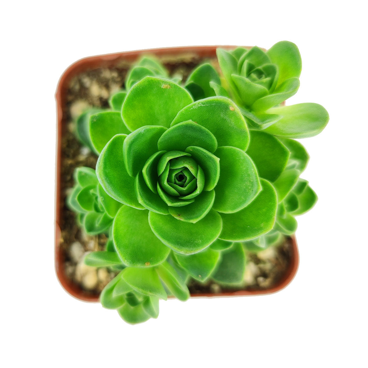 green rose succulent Aeonium Aureum Greenovia Mountain Rose