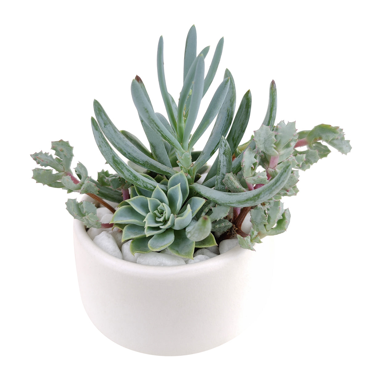 unique diy gifts, valentines succulent arrangement, small succulent arrangement ideas, holiday succulent gifts, succulent themed gifts, colorful succulent arrangement, succulent gifts online,  succulent flower arrangement delivery, teacher appreciation gifts succulent, Gifts for Dad, Father's Day Gifts Delivery 2022, Plant Gifts for Men, Happy Father's Day Gift