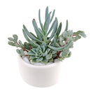 succulent themed gifts, succulent pot arrangement, succulent christmas gifts, cactus succulent arrangement, live succulent arrangement, succulent garden gifts, colorful succulent arrangement, succulent gifts, succulent arrangement ideas, succulent arrangement, how to make a succulent arrangement, succulent arrangement delivery, Father's Day Gift Box Ideas, Plant Dad Gifts, Gifts for Dad, Father's Day Gifts Delivery 2022