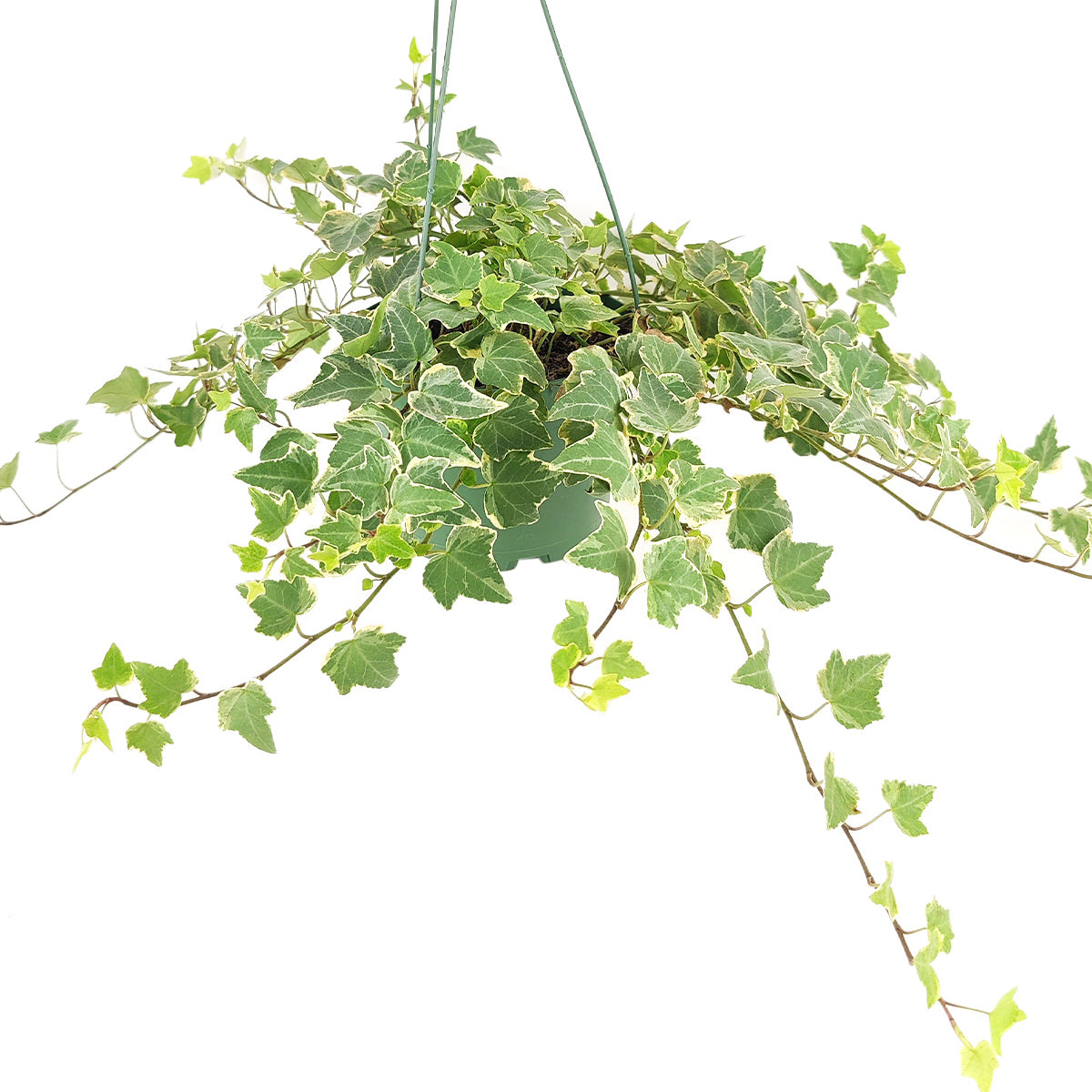 Gracier English Ivy, Hedera helix Glacier, evergreen trailing plant for ground and wall covering, variegated, fast-growing and easy care plant for hanging baskets, best air-purifying plant for indoor spaces