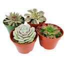 echeveria, echeveria types, buy succulents online, succulent shop, Radiant Rosette Collection of Live Succulent Plants, Wedding rosette succulents for sale, Buy asorted succulents for wedding favors, Types of rosette shaped succulents for wedding