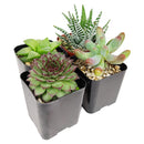 Pet-friendly Succulent Pack for sale, Pet Safe Non Toxic Succulent Collection, Non-Toxic Succulents for Pets