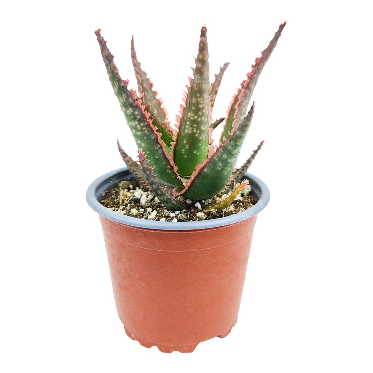 fire coral plant succulent Succulents Box® Aloe Coral Fire for Sale