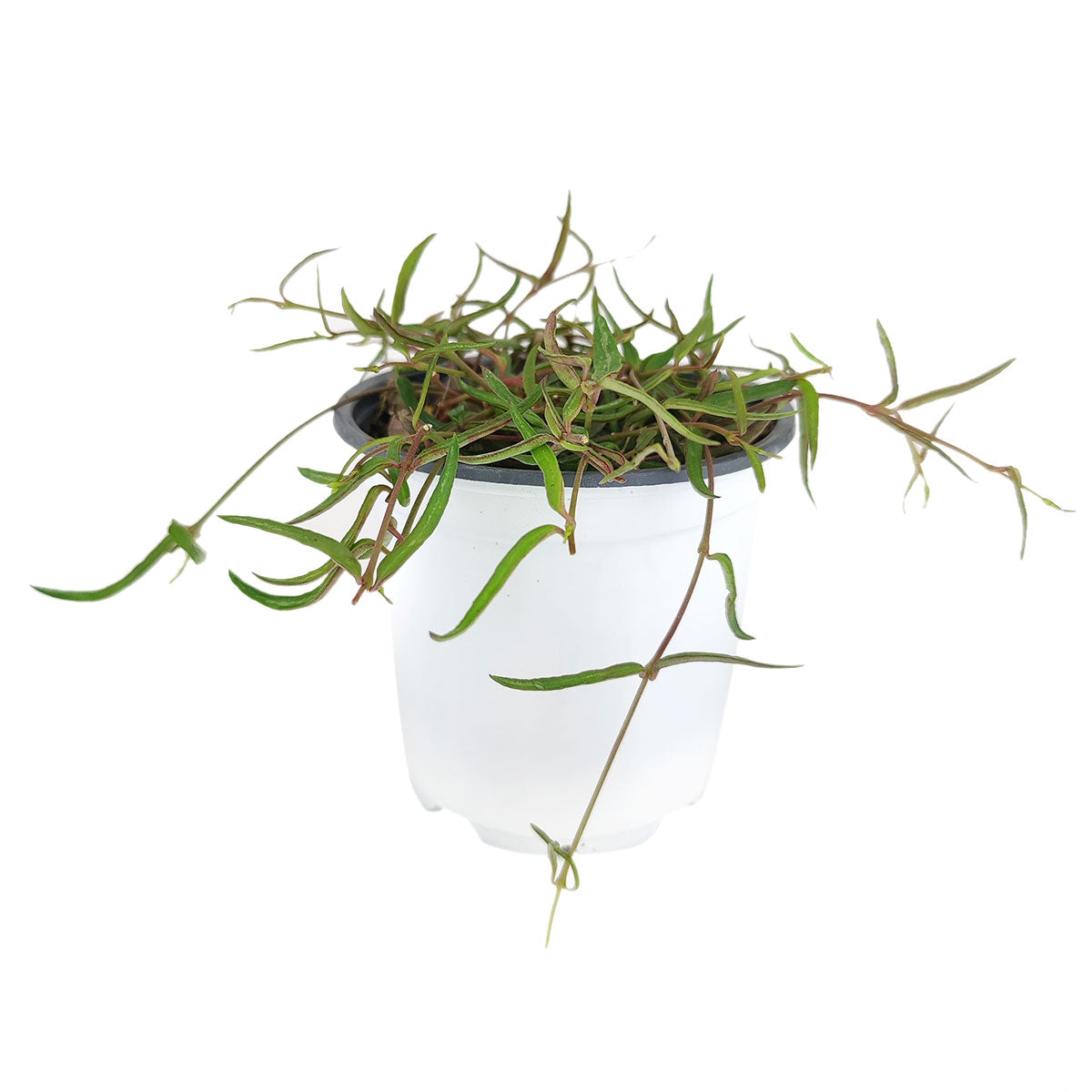 Ceropegia Linearis String of Needles