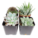 Best Succulents Pack for Beginners, Real Live Potted Succulents, Succulent Plants for beginners, Succulents Pack for sale, Assorted succulents for sale