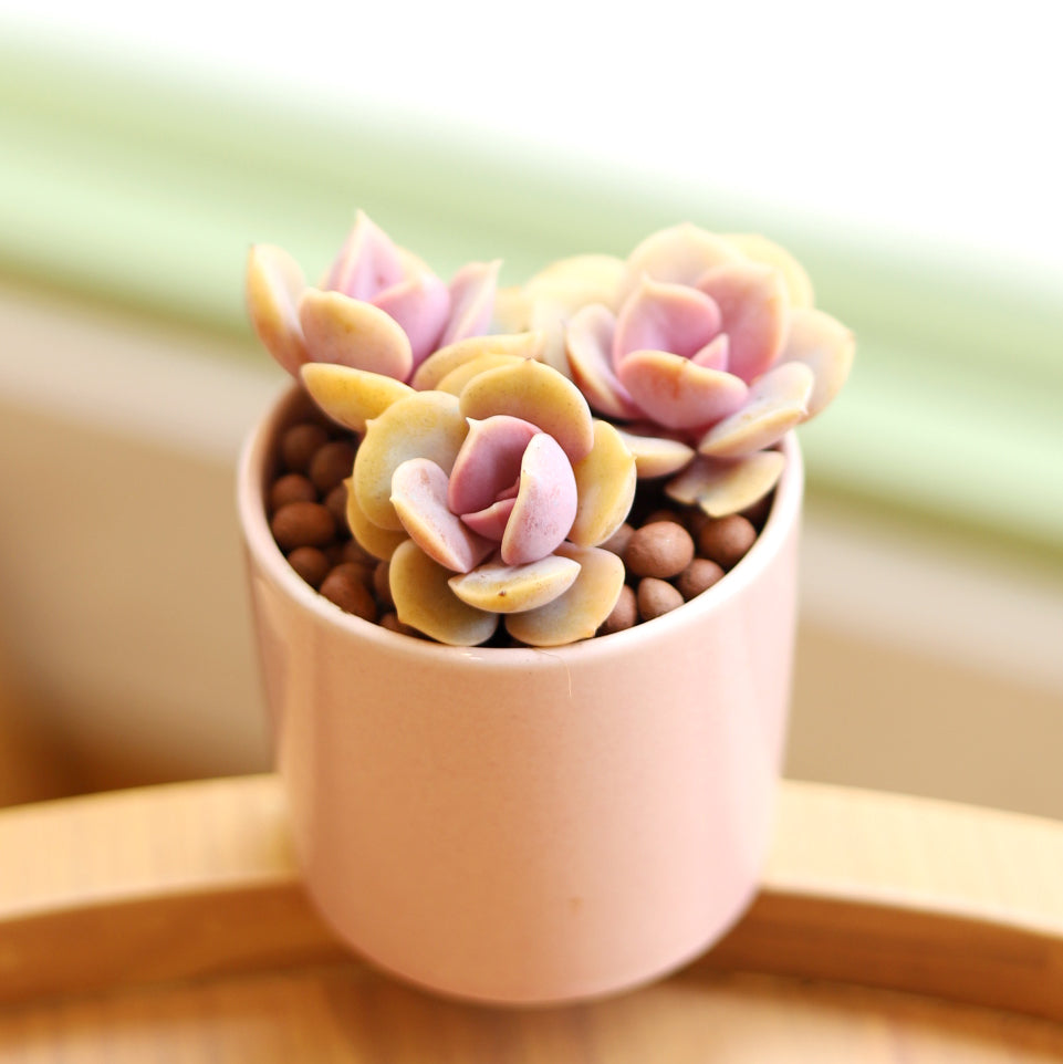 Succulents Box specializes in succulent-related products, including ceramic cylinder pots, Bbasic ceramic cylinder pots for home office decor