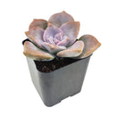 Graptopetalum Purple Delight 2 inch in clay pot, Graptopetalum Snow White in 2 inch clay pot, Graptopetalum Purple Delight in 2 inch clay pot for sale