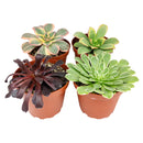 How to care for Aeonium Succulent, How to grow Aeonium Succulent Indoor, aeonium, aeonium succulent, aeonium types, aeonium plant, indoor succulents, Wedding rosette succulents for sale, Buy asorted succulents for wedding favors, Aeonium succulent types for wedding