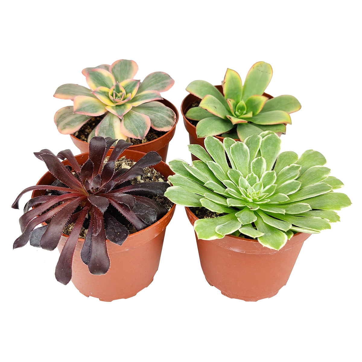 Live Aeonium Assorted Pack for sale, A Variety of Healthy Live Aeonium Succulent Plant, aeonium, aeonium succulent, aeonium types, succulent aeonium, buy succulents online, Where to buy succulents for your wedding, Rosette shaped succulent assorted pack, Succulent assorted pack perfect for weddings, Aeonium rosette succulent plant pefect for wedding
