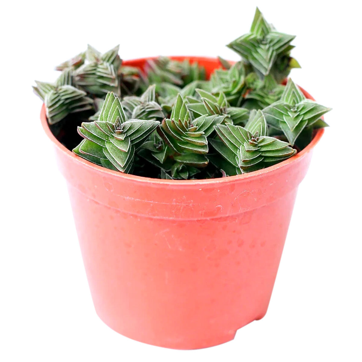 Crassula pagoda village, succulent subscription, Succulents, how to grow succulents, succulents shop in California, succulents garden, Rare succulents, cactus, succulent care guide, Crassula pagoda village in California, How to grow Crassula pagoda village, crassula, crassula plant, crassula succulent, crassula types, crassula varieties, types of crassula, crassula species, crassulas, succulent crassula