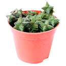 How to grow Crassula pagoda village, crassula, crassula plant, crassula succulent, crassula types, crassula varieties, types of crassula, crassula species, crassulas, succulent crassula