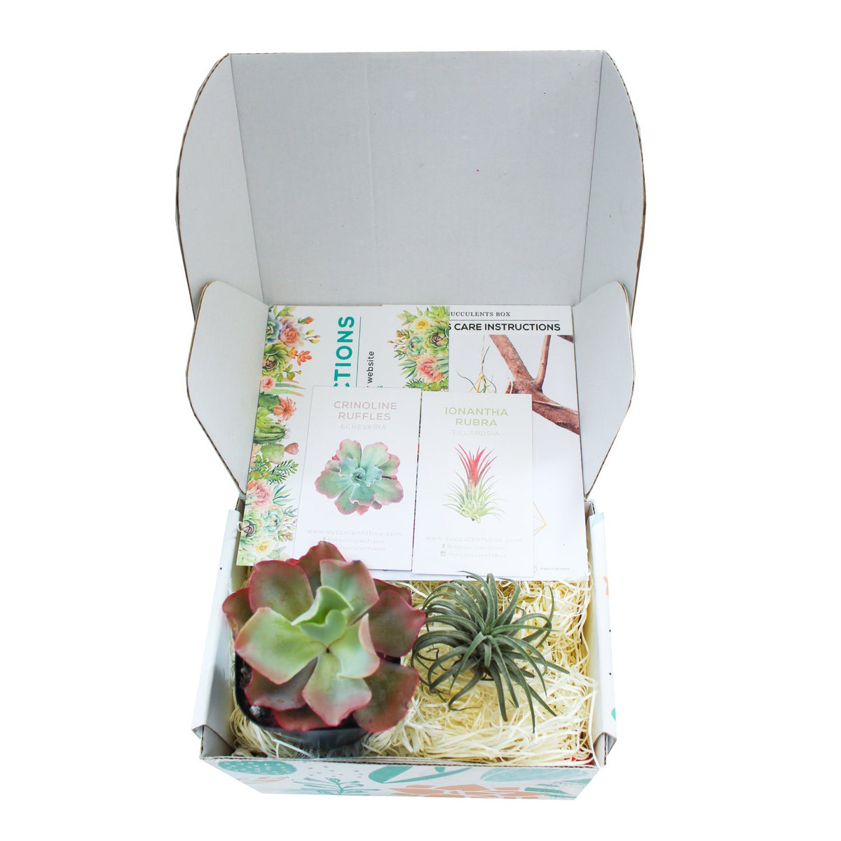 Succulents for Sale, Types of Succulents, Succulents Shop in California, Succulents and Cactus Plants, Cactus Box, Subscription Box with Care Instruction, Succulent Subscription Box