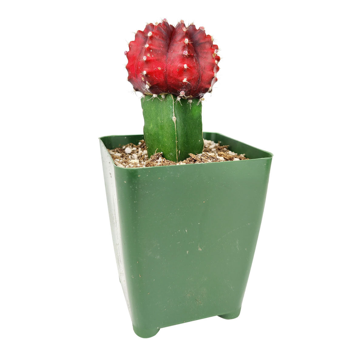 types of moon cactus Moon Cactus | Unusual Shaped Cactus Plant