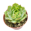 Echeveria Ramillette Succulent Plant, Mexican Hens and Chicks, Apple Green Rosettes, Buy Succulents Online, Shop Succulents in California, Succulents Home Decor, Types of Echeveria Succulents, Easter echeveria gift, Echeveria gift for thanksgiving, echeveria, echeveria succulent, echeveria types, succulent echeveria, buy succulents online, succulent shop, succulent store, echeveria plant, indoor succulents