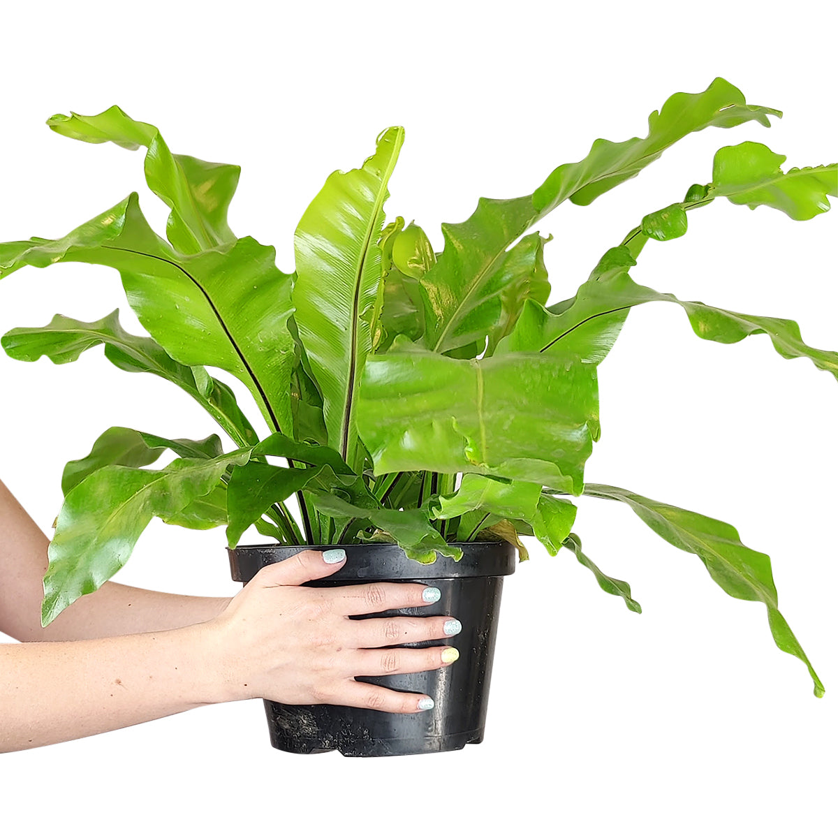 how to care for Birdnest Fern, plants for low light rooms, most popular air-purifying houeplants for home and office