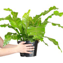 how to care for Birdnest Fern, best air-purifying plant, plants for low light rooms