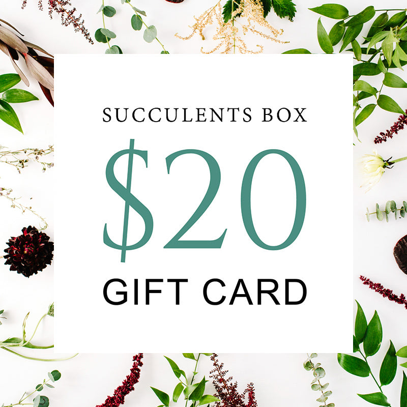 Gift Card - $20 | Succulent Gift Card | Succulent Lover - Succulents Box