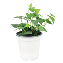 Ivy Hedera Plant, best plant for low light rooms, fast-growing easy care houseplant, easy care and low light houseplant, best trailing plant for home and office