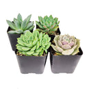 Live Echeveria Assorted Pack for sale,  echeveria, echeveria succulent, echeveria types, indoor succulents, Succulent assorted pack perfect for weddings, Buy asorted succulents for wedding favors, Echeveria rosette succulent for wedding