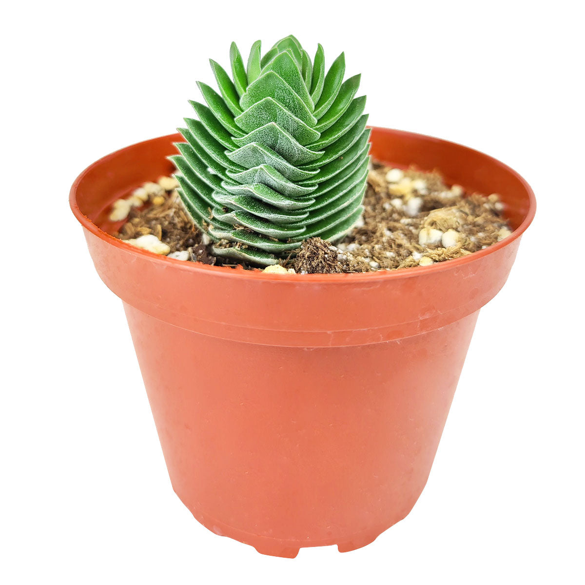 buddhist temple succulent Crassula pyramidalis 'Buddha's Temple'