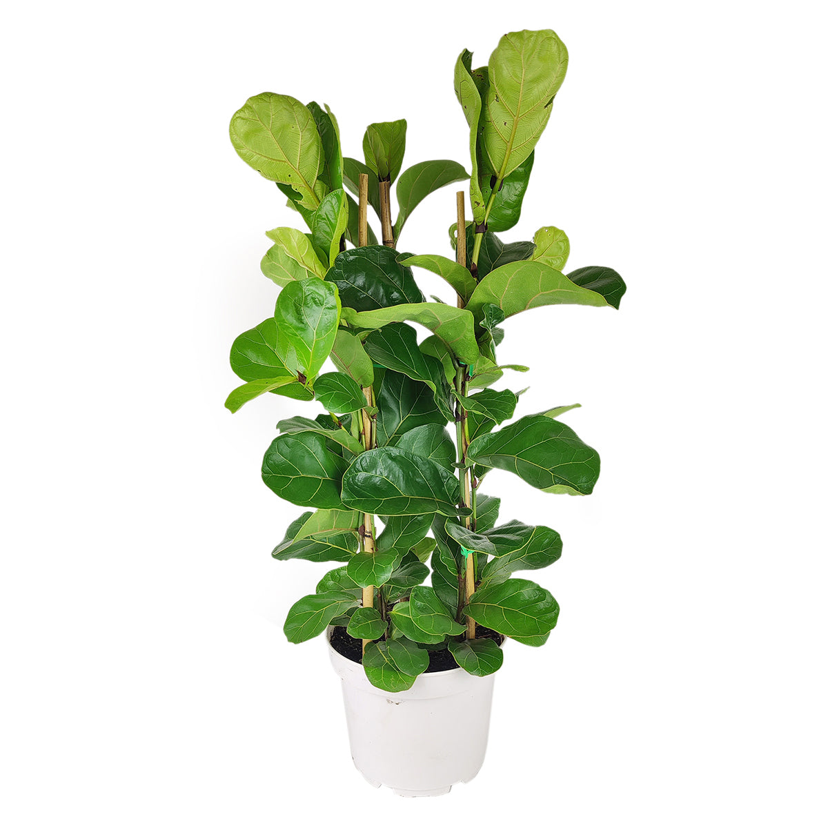  Ficus Lyrata for sale , Fiddle Leaf Fig big size, tall air-purifying houseplant for homes and offices