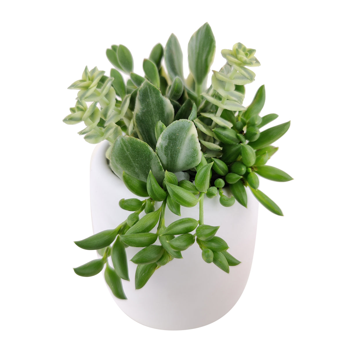 succulent themed gifts, succulent pot arrangement, succulent christmas gifts, cactus succulent arrangement, live succulent arrangement, succulent garden gifts, colorful succulent arrangement, succulent gifts online,  succulent flower arrangement delivery, teacher appreciation gifts succulent, succulent flower arrangement, unique diy memorial gifts, Succulent Gift for Men, Thank You Gift Dad, Appreciation Gift for Dad
