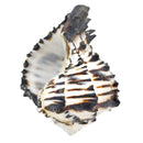 Air plant pots for sale, air plant accessories for sale, air plant gift decor ideas, Air plant holder, seashell air plant holder