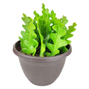 Fishbone Cactus, cactus, cactus succulent, succulent cactus, cacti, cactus and succulents, succulents box, succulent shop, buy succulents online, ric rac cactus, odd cactus for sale