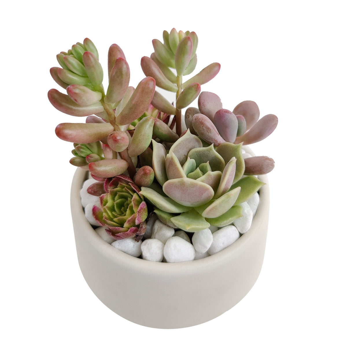 mini pink succulents DIY Pink 2" Succulent Arrangement Small Pot