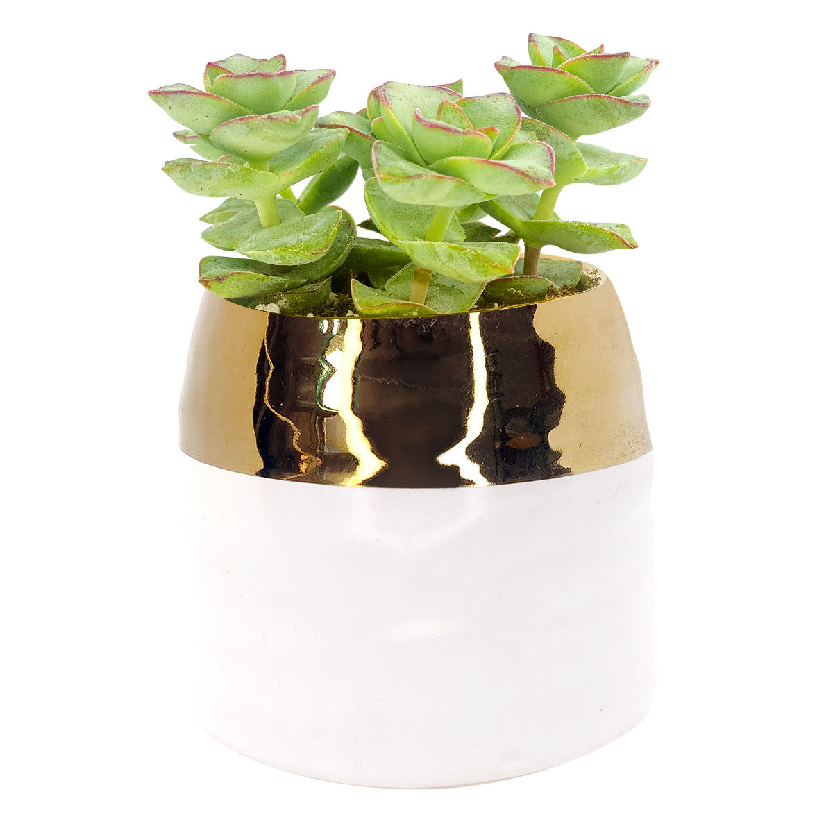 gold and white plant pot White Gold Pot