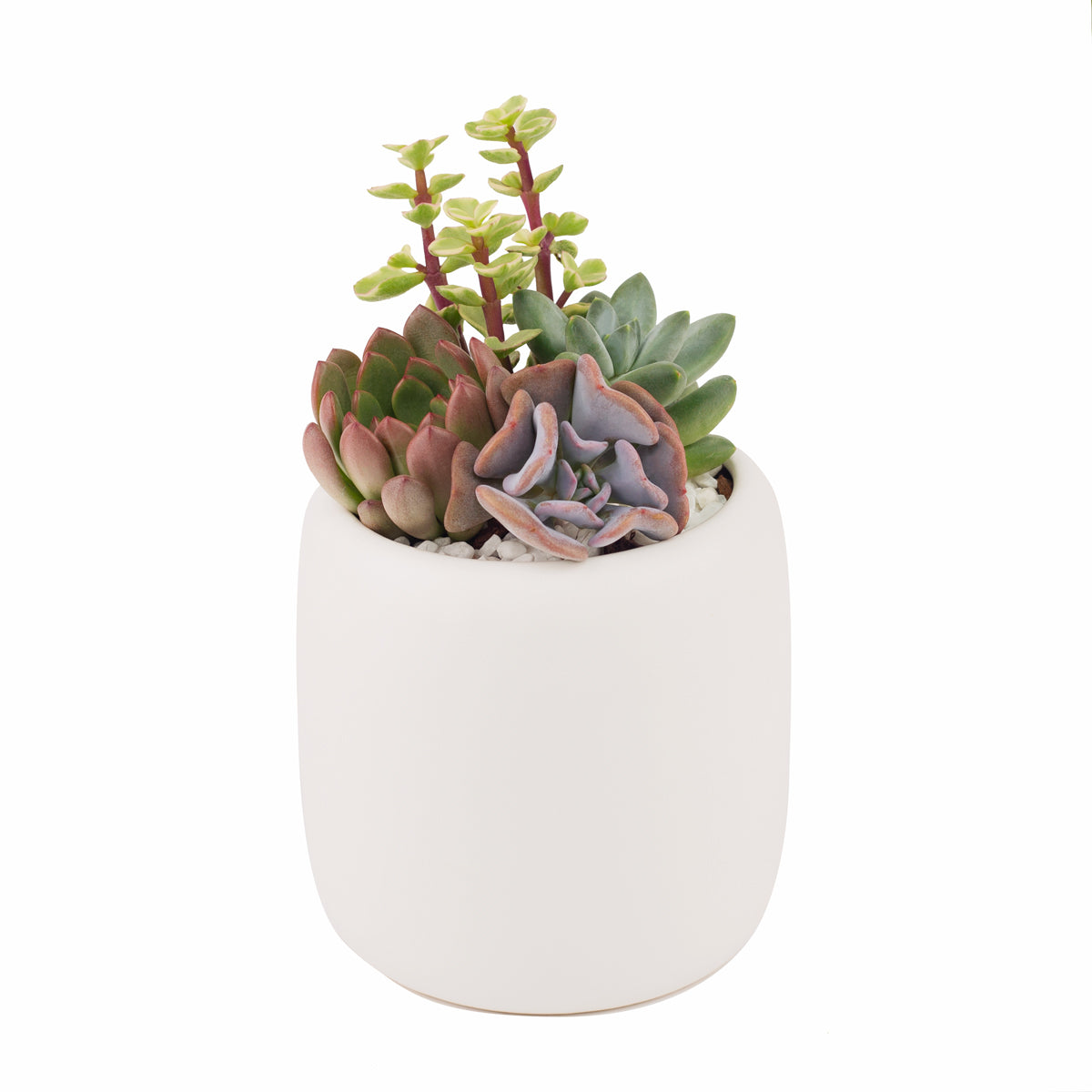 Father's Day Gift Box, Father's Day Gift Box Ideas, Plant Dad Gifts, Gifts for Dad, Father's Day Gifts Delivery 2022, Plant Gifts for Men, Happy Father's Day Gift, Succulent Gift for Men, Thank You Gift Dad, Appreciation Gift for Dad, succulent gifts, succulent arrangement ideas, succulent arrangement, how to make a succulent arrangement, succulent arrangement delivery, gifts for succulent lovers, succulent bowl arrangement