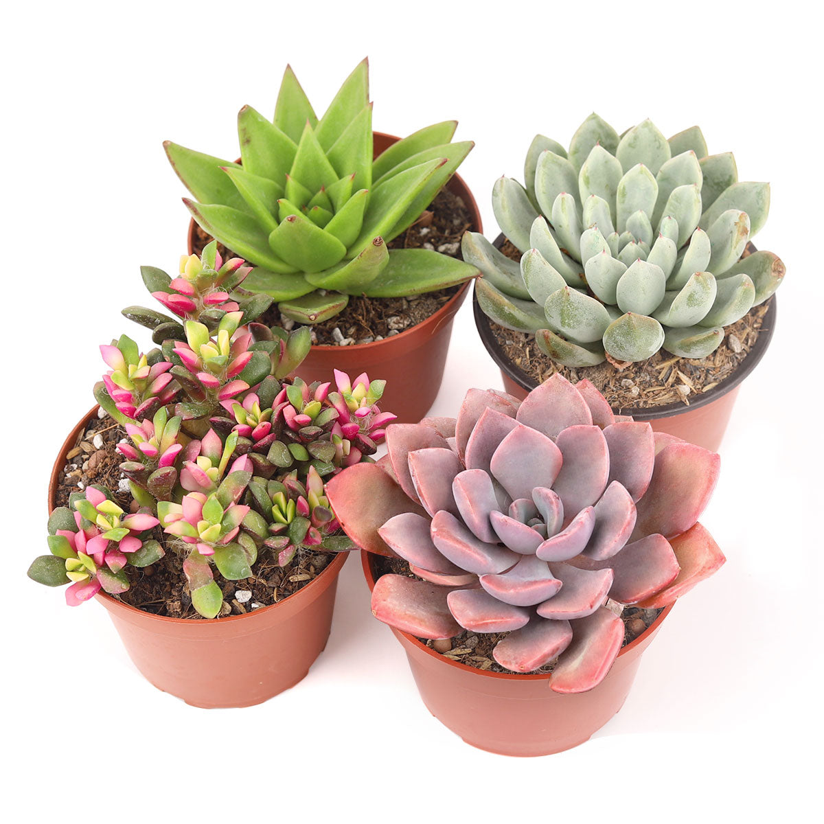 Buy Splendid Succulents - Corporate Gift (set of 30) online from  Nurserylive at lowest price.