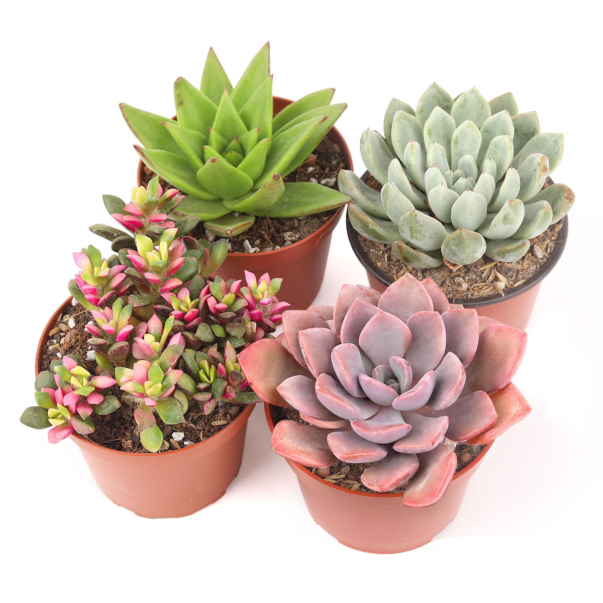 Succulent Plant Gift Ideas For Valentine&#39;s Day, Succulent Gifts for Valentine&#39;s Day, Valentine Succulent Box, Valentine&#39;s Day Succulent Delivery, Wedding rosette succulents for sale, Where to buy succulents for your wedding