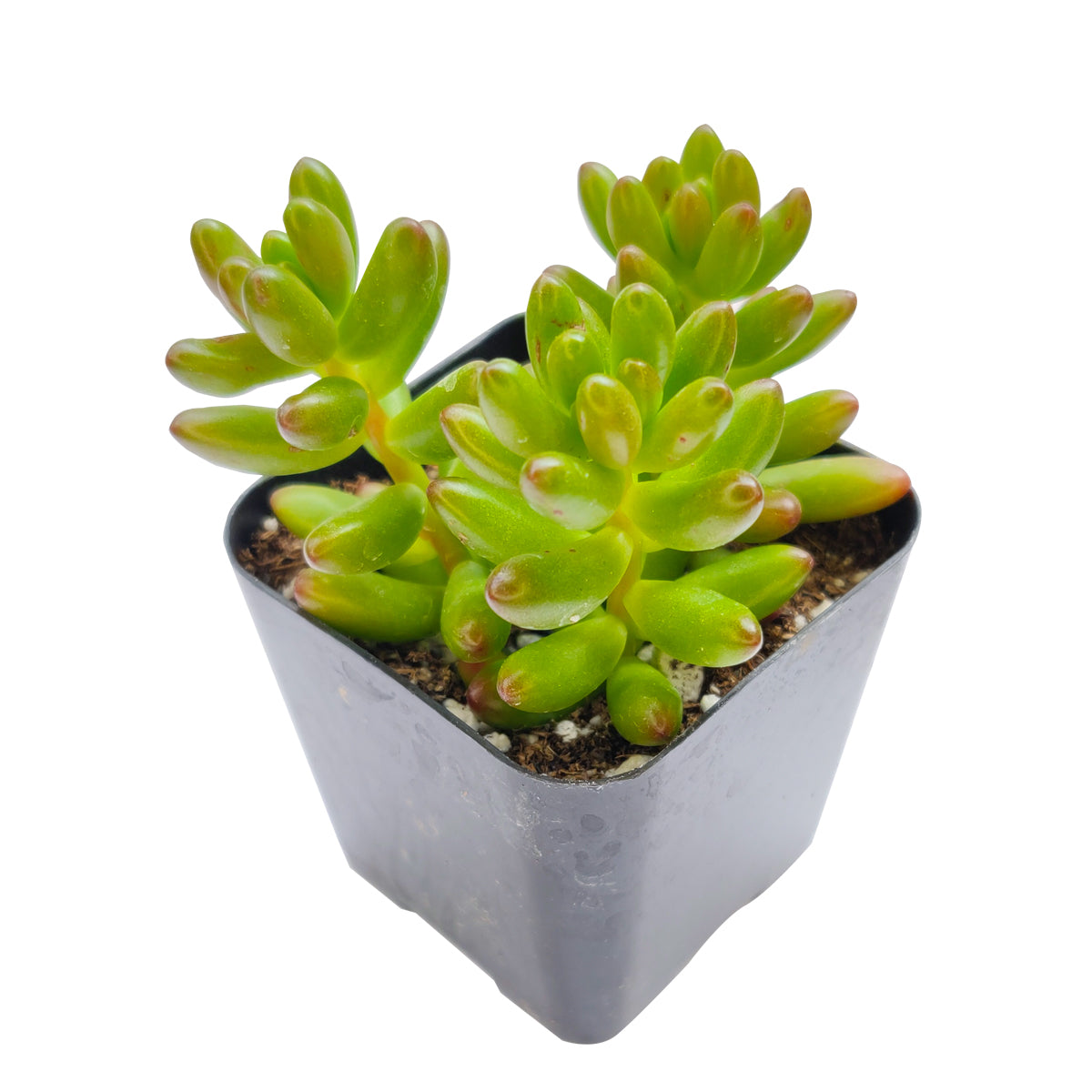 pink jelly bean sedum, pink jelly bean succulent, cactus, Rare succulents, Succulents shop near me, how to grow succulents, succulent care guide, Succulents, succulents shop in California, succulents store in CA, pink jelly bean sedum in California, How to grow pink jelly bean sedum