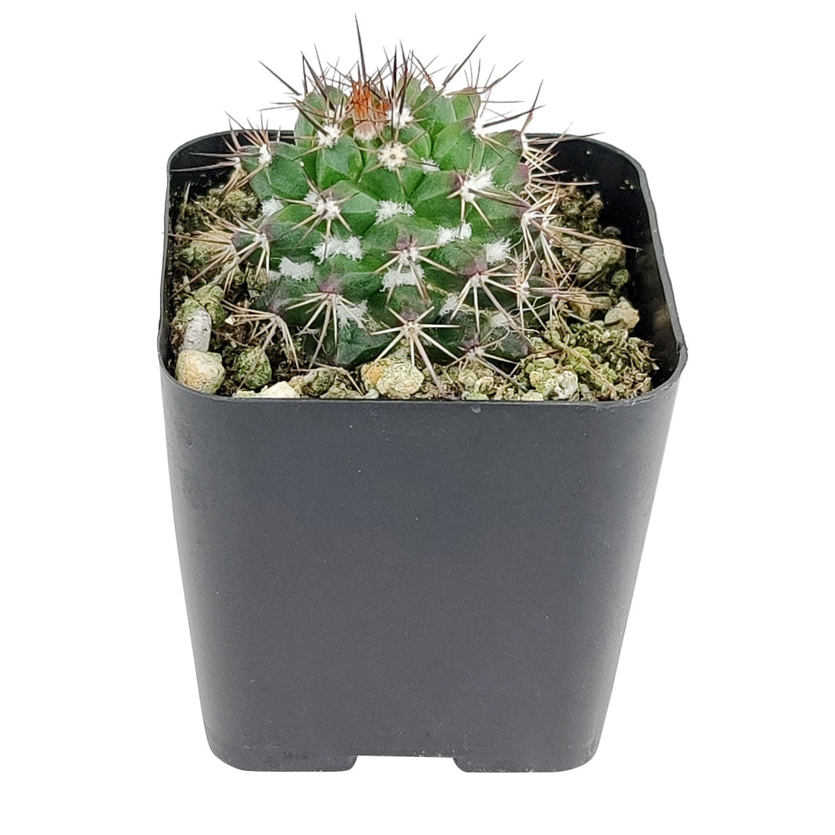 Echinocereus Pulchellus var Acanthosetus Cactus for sale, Rare Cactus, Rare Succulent, Unusual Cactus,, Cactus Gift Ideas, Cactus Decor Ideas, cactus, cactus succulent, succulent cactus, cacti, cactus and succulents, succulents box, succulent shop, buy succulents online