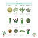 Succulent ID Cards for sale, Airplant ID Cards for sale, Succulent Care Cards, ID Cards for Specific Succulents, Identifying Types of Succulents, Types of Succulent Plants, How to identify Types of succulents, Succulents Gift Ideas, How to care for Types of Succulents
