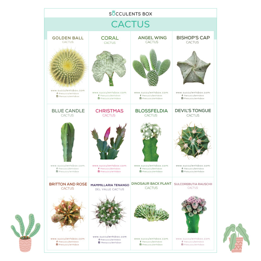 different types of succulents names Free Printable Succulent ID Cards - Succulent Gift Ideas